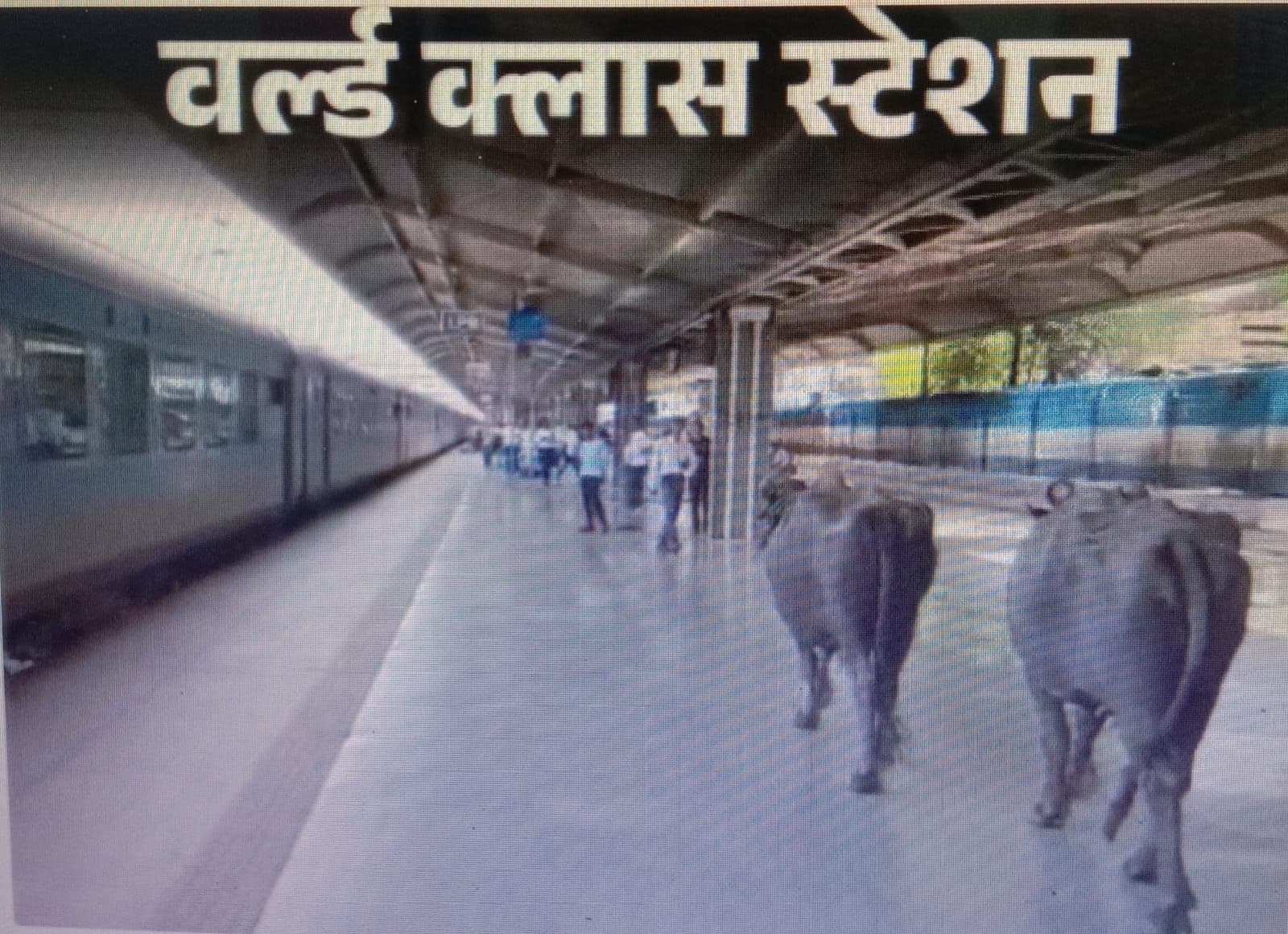 भैंसें आराम से प्लेटफॉर्म पर घूमती नजर आईं।